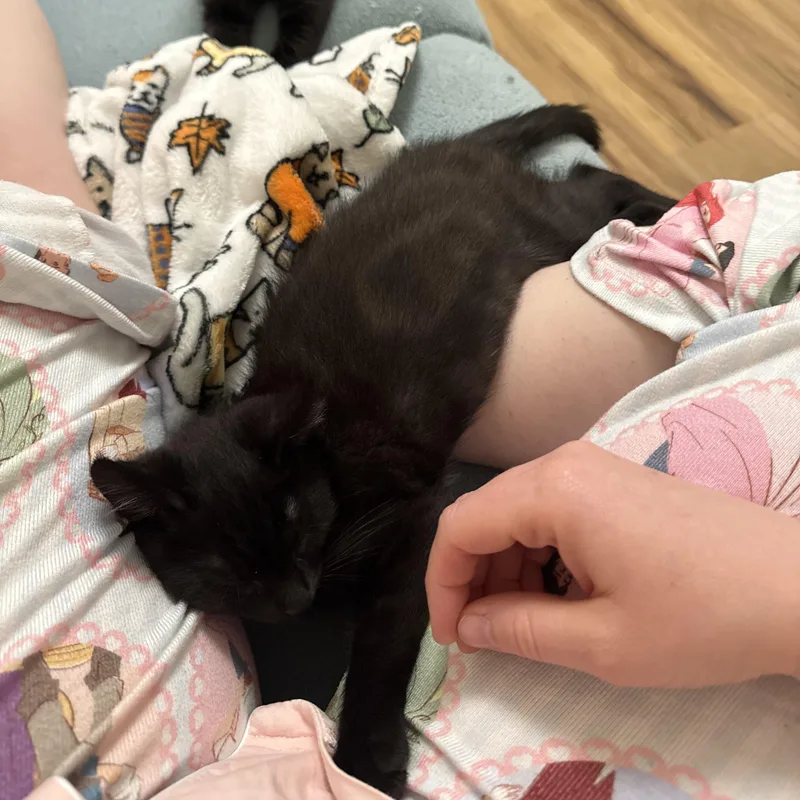 A baby medium-sized male Black Domestic Short Hair cat named Murphy for adoption in Springfield, OR