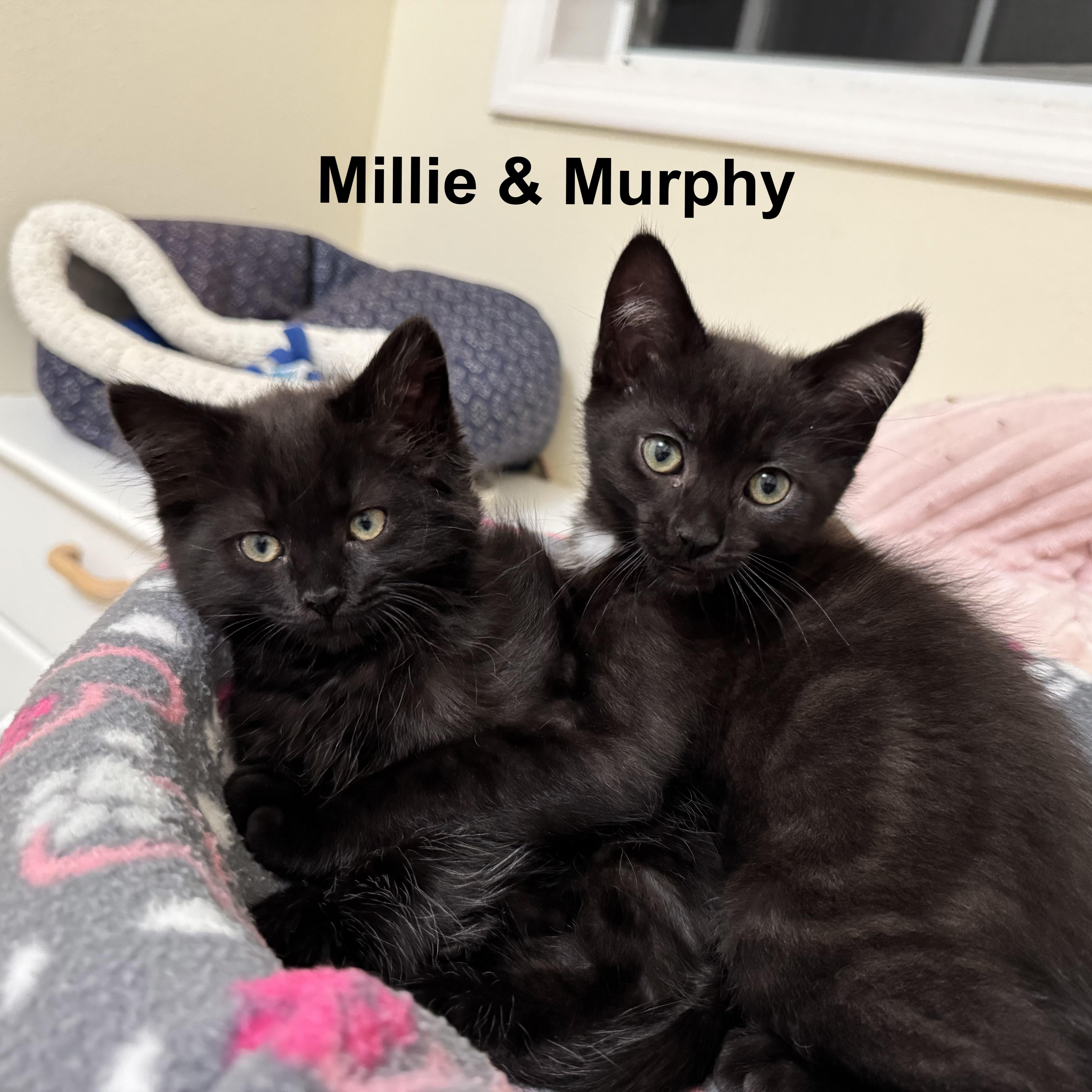 Murphy thumbnail 3