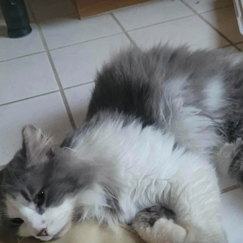An adult small-sized male Gray / Blue / Silver Domestic Long Hair cat named Little Bear for adoption in Quakertown, PA