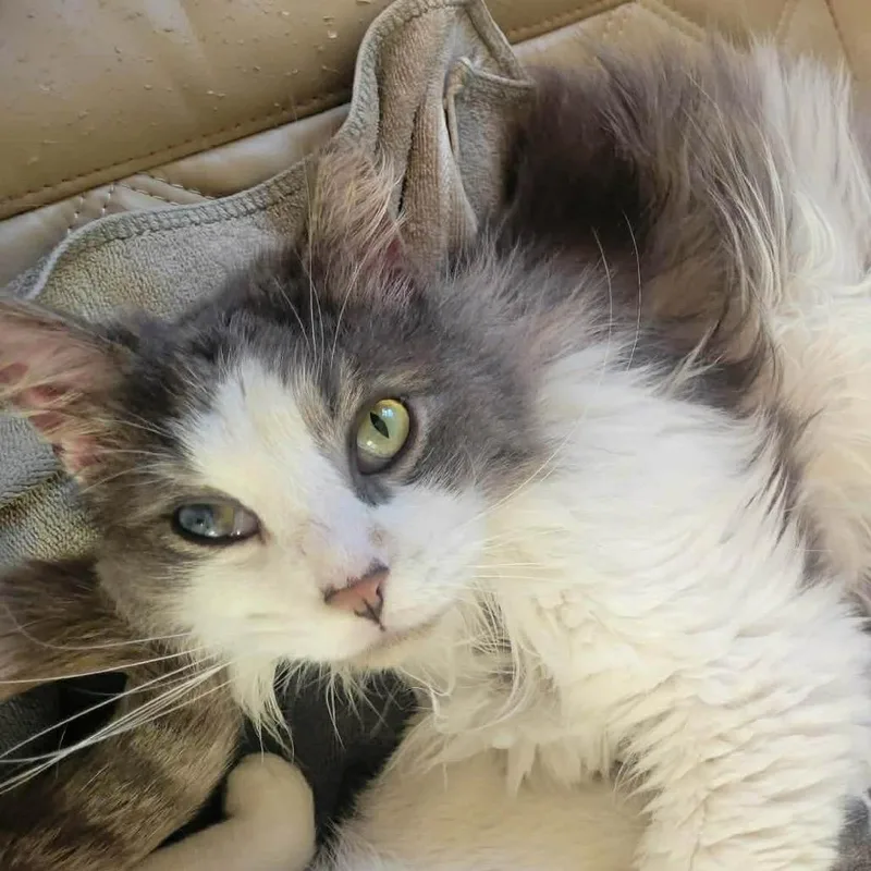 Little Bear thumbnail 2