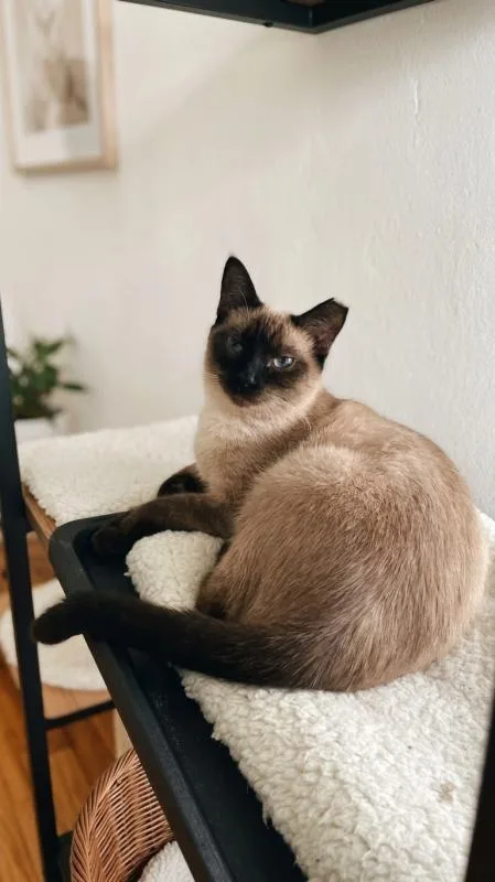 Mocha