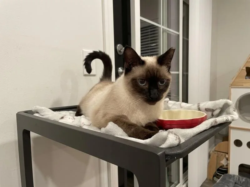 Mocha thumbnail 2