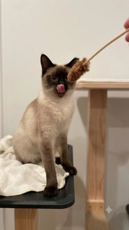 Mocha thumbnail 4