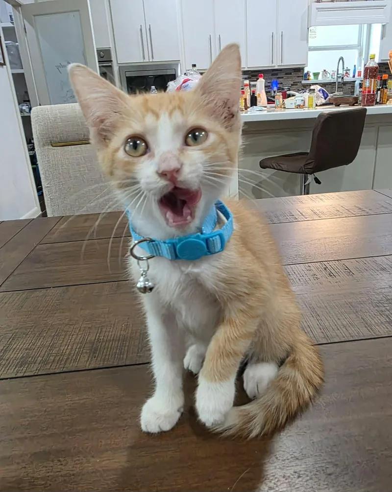 A baby large-sized male Orange & White Domestic Medium Hair cat named Puddles for adoption in Gregory, TX