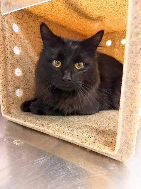 An adult medium-sized male Black Domestic Long Hair cat named Pawl Rudd for adoption in Fruit Heights, UT