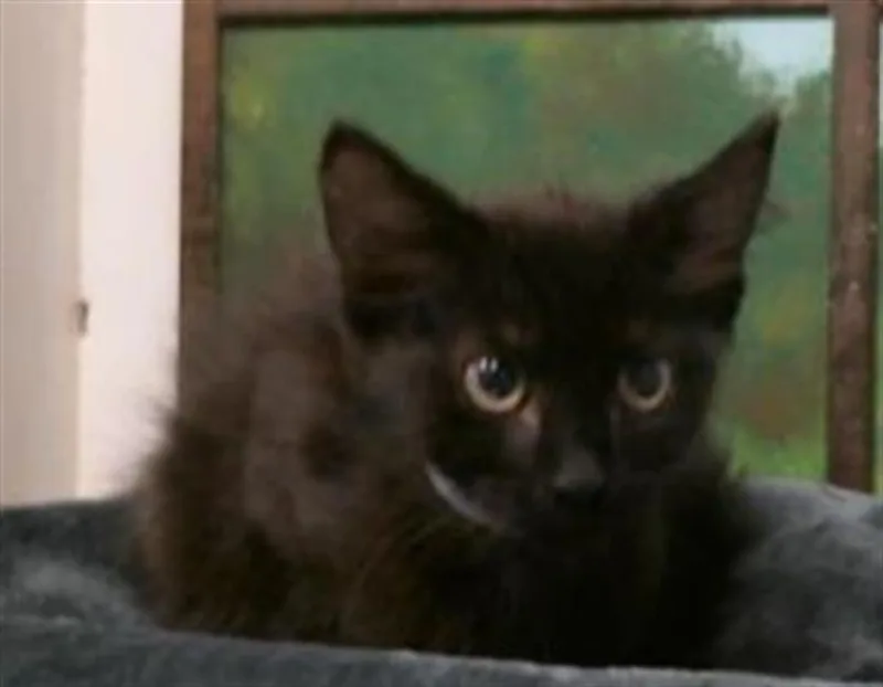 A baby small-sized male Domestic Short Hair cat named Jo for adoption in Houston, TX