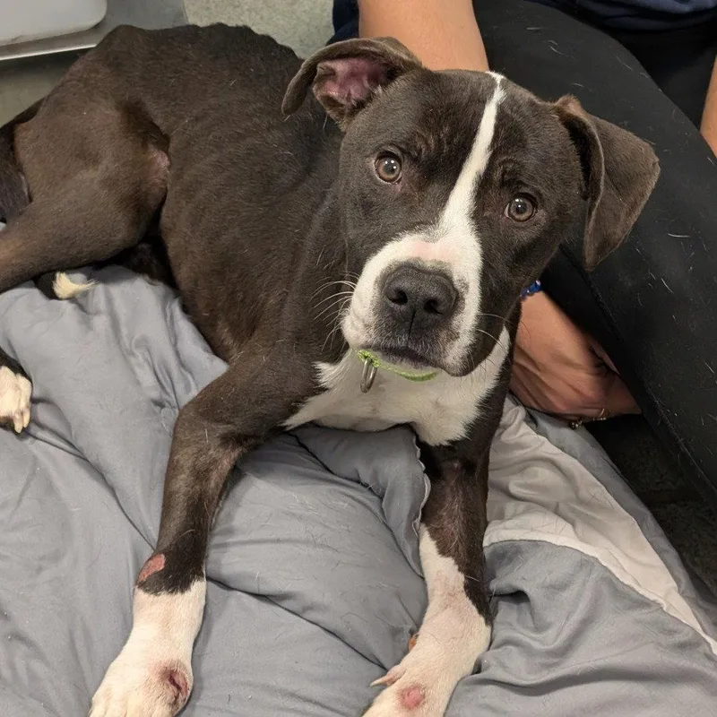 A young medium-sized male Mixed Breed dog named Otter for adoption in New Castle, DE