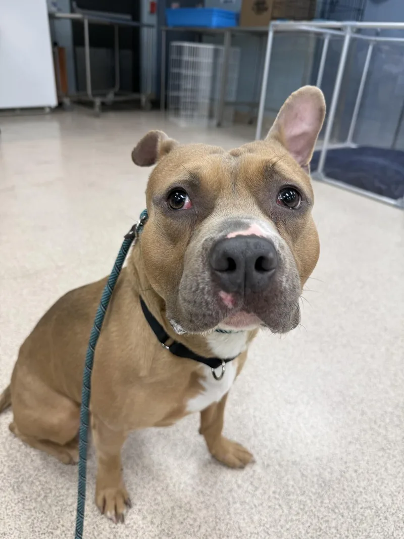 An adult medium-sized male Yellow / Tan / Blond / Fawn Pit Bull Terrier dog named Ryan Hardy for adoption in Teterboro, NJ