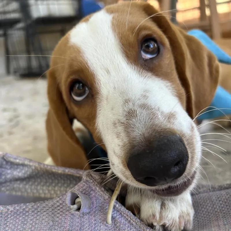 A baby medium-sized male Brown / Chocolate Basset Hound dog named Churro for adoption in Austin, TX