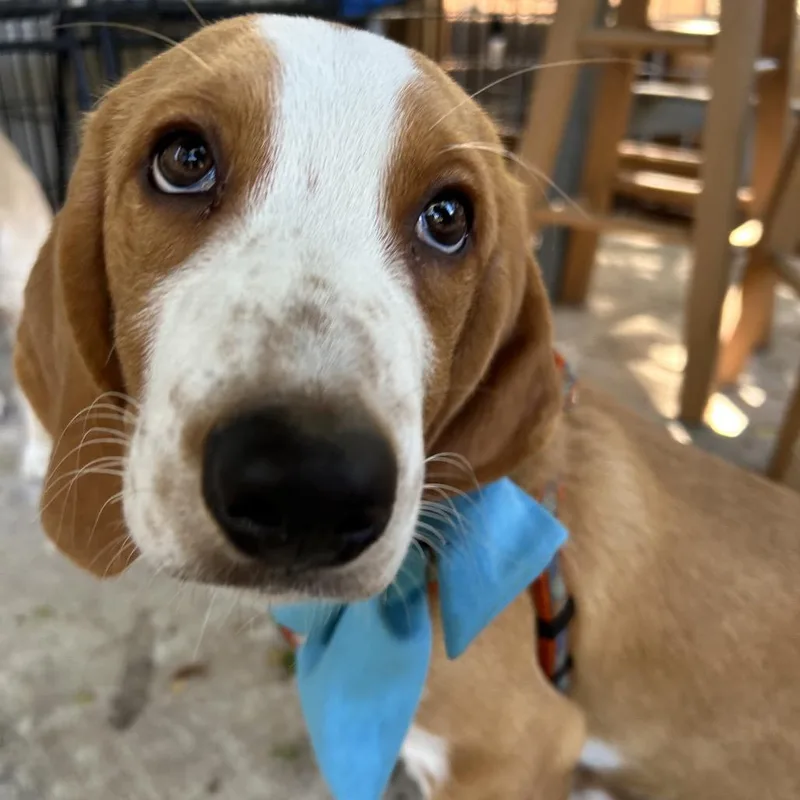 Churro thumbnail 5