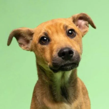 A baby large-sized female German Shepherd Dog dog named Ronalda Darlin for adoption in Bloomfield, CT