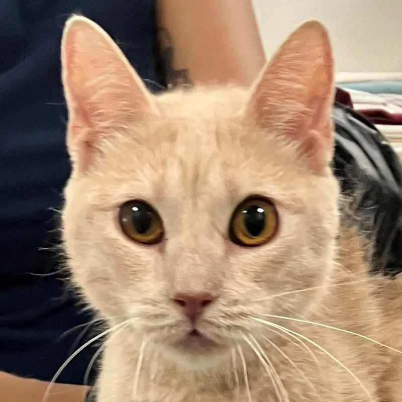 A young medium-sized female Buff / Tan / Fawn Domestic Short Hair cat named Katara for adoption in Las Cruces, NM