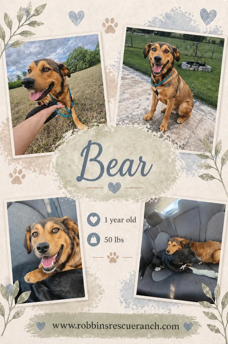 Bear