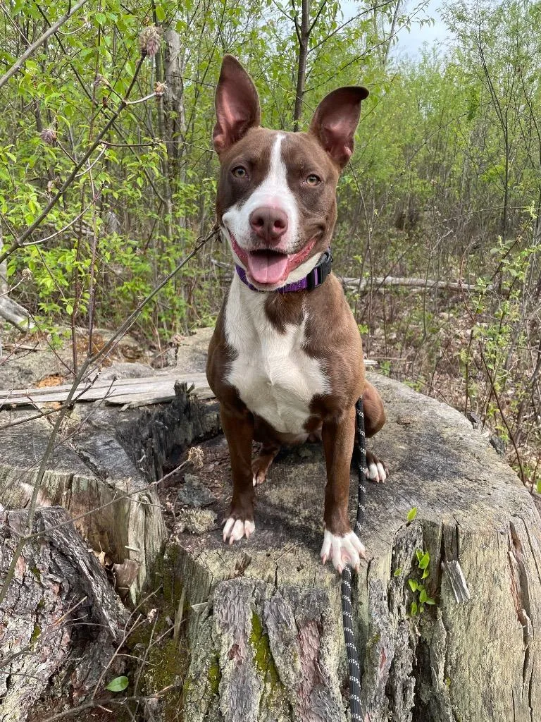 An adult medium-sized female Pit Bull Terrier dog named Prentice for adoption in Glenfield, NY