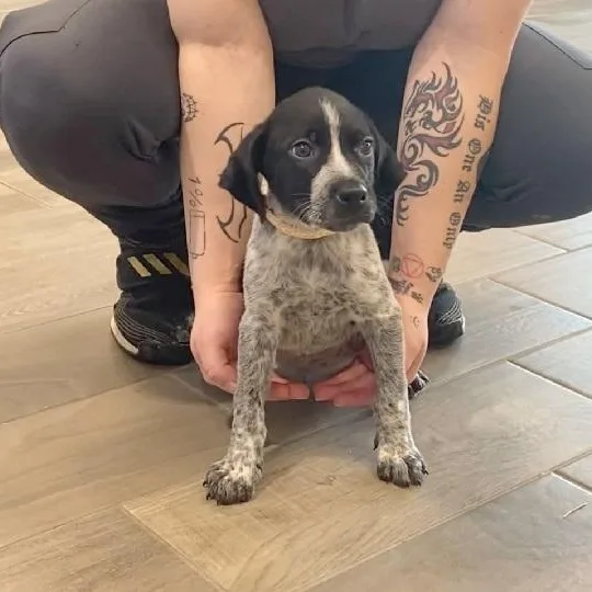 A young large-sized male Black German Wirehaired Pointer dog named Buzz for adoption in Nevada, MO