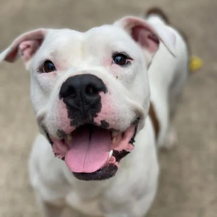 An adult medium-sized male White / Cream Pit Bull Terrier dog named Buda for adoption in Chicago, IL