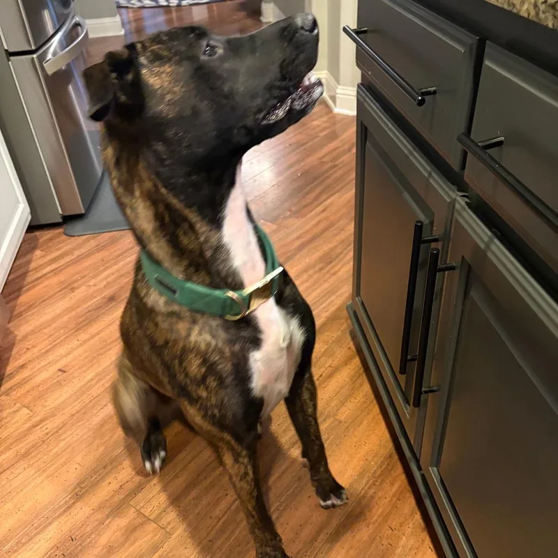 A young large-sized female Brindle Belgian Shepherd / Malinois dog named Purple for adoption in Austin, TX