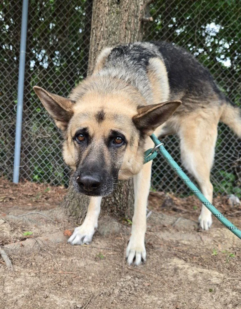 An adult large-sized male German Shepherd Dog dog named DQ Sarge for adoption in Glen Allen, VA