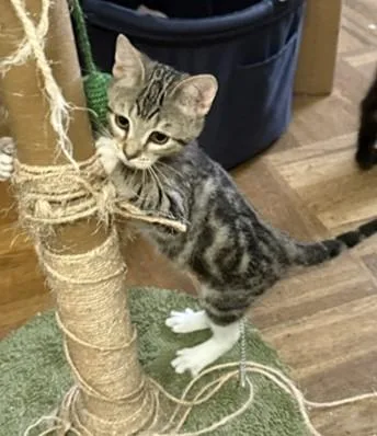 A baby small-sized female Domestic Short Hair cat named Annie for adoption in Sacramento, CA