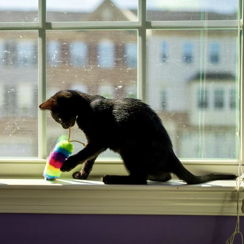 A baby small-sized female Black Domestic Short Hair cat named Ten Moo for adoption in Richmond, VA