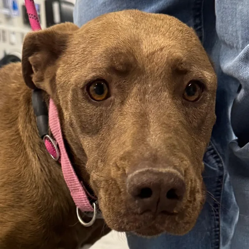 An adult medium-sized female Brown / Chocolate Mixed Breed dog named Hazel for adoption in Las Cruces, NM
