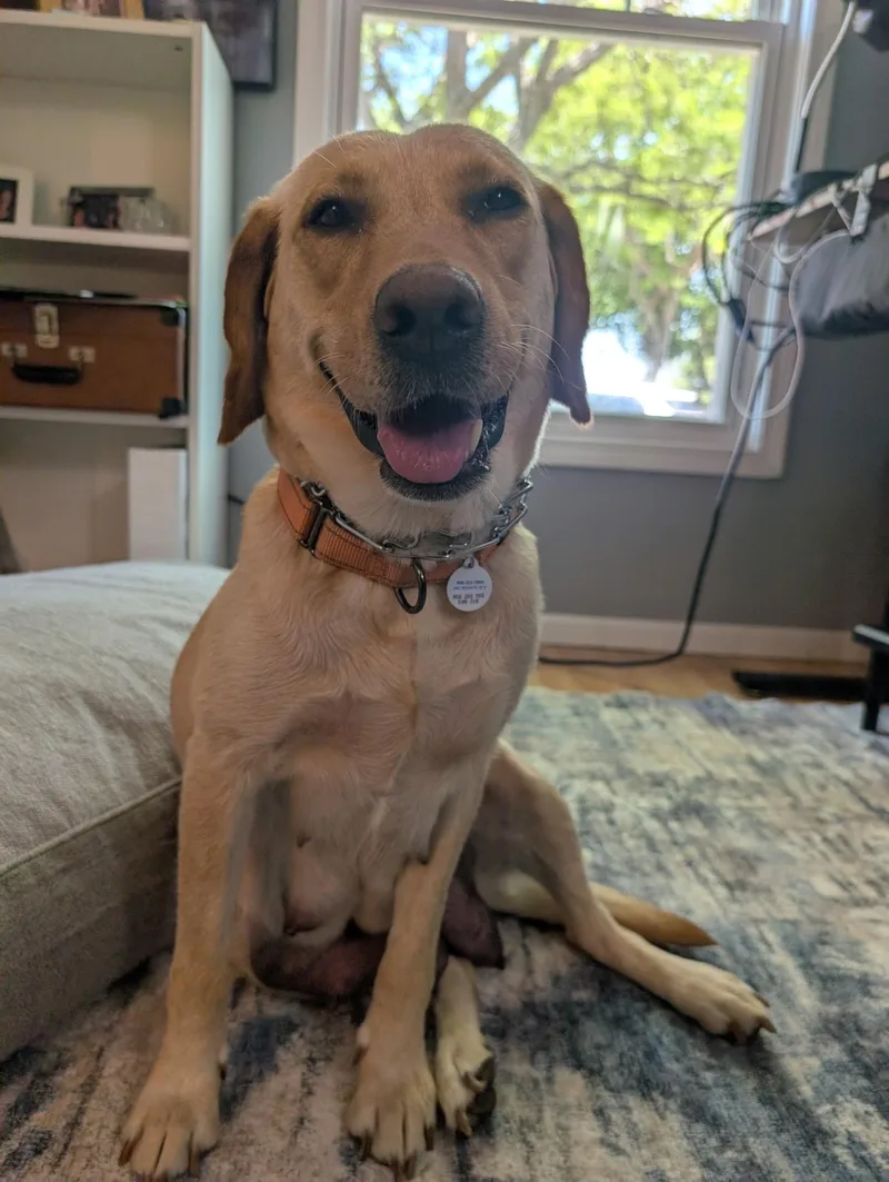An adult large-sized female Yellow / Tan / Blond / Fawn Yellow Labrador Retriever dog named Captain for adoption in Vernon Hills, IL