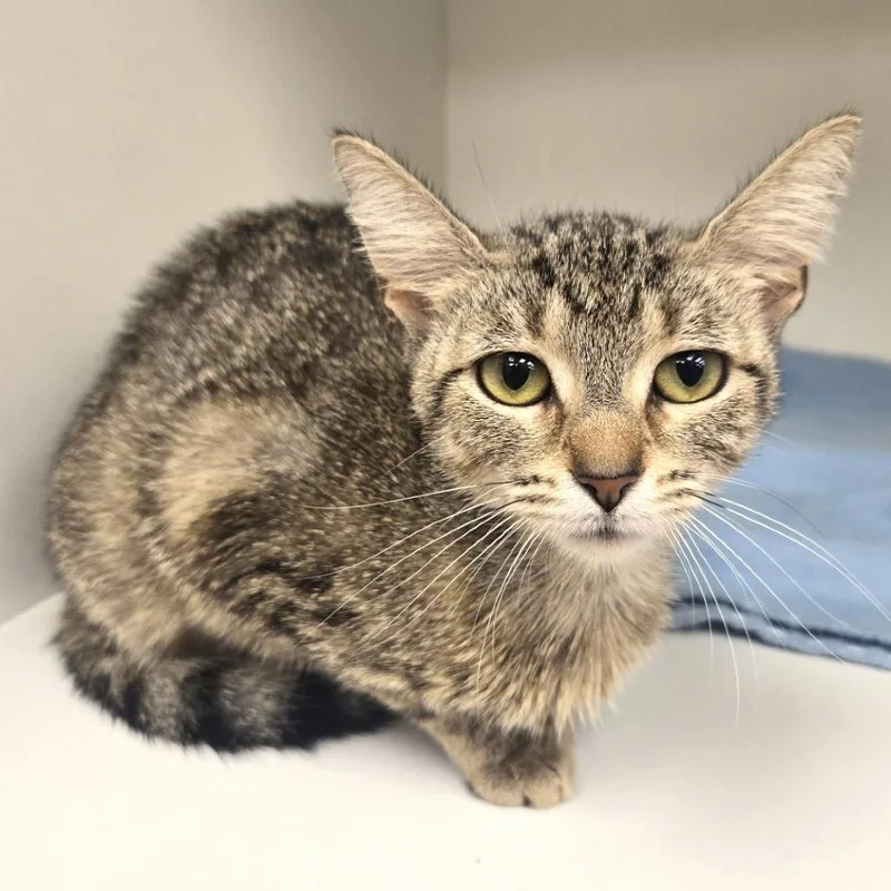 A young medium-sized female Brown / Chocolate Domestic Short Hair cat named Jen for adoption in Champaign, IL