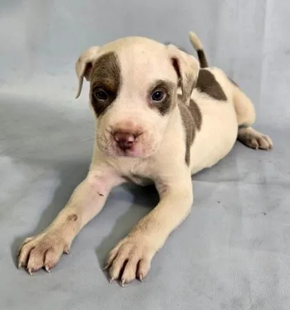 A baby large-sized male English Bulldog dog named Zuko for adoption in Morton Grove, IL