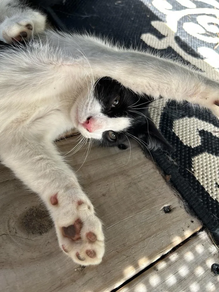 A baby small-sized male Domestic Short Hair cat named CL Chase for adoption in Dawson, GA