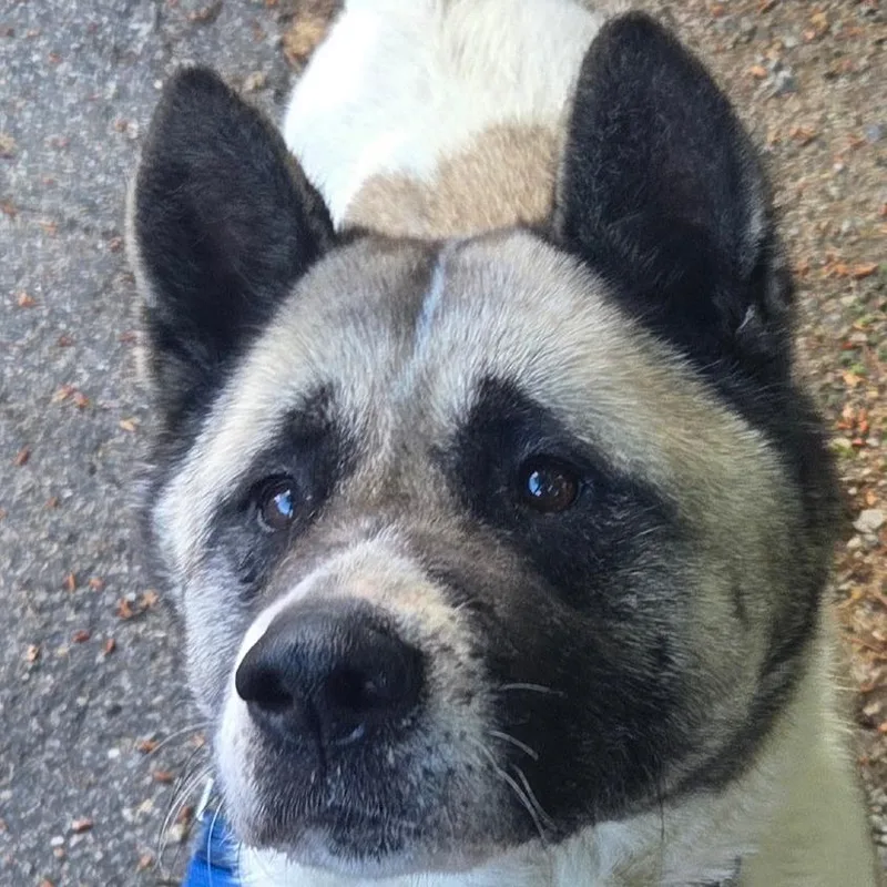 An adult large-sized female White / Cream Akita dog named Willow for adoption in Kennebunk, ME