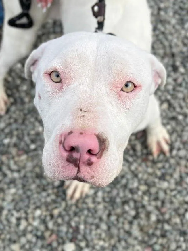 An adult large-sized female Pit Bull Terrier dog named Bug for adoption in Woodland, CA
