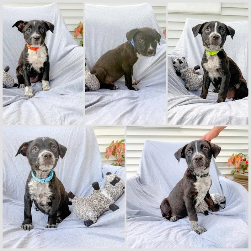 A baby small-sized male Mixed Breed dog named Pickle for adoption in Murray, KY