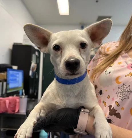 A young small-sized male Terrier dog named Tuco for adoption in Thousand Palms, CA