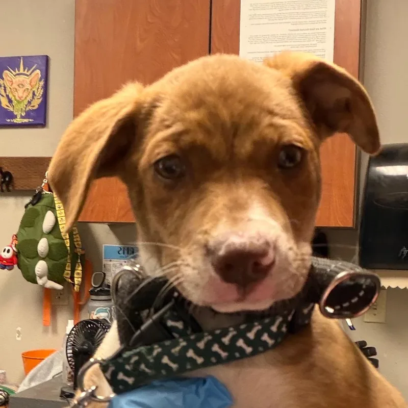 A baby small-sized male Brown / Chocolate Pit Bull Terrier dog named Seamonkey for adoption in Yuma, AZ