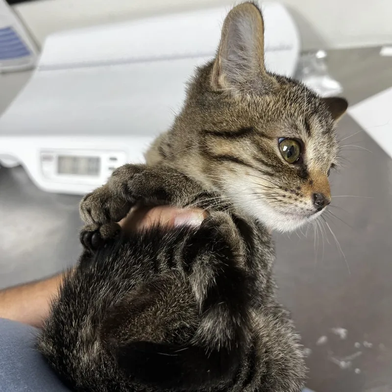 A baby small-sized female Domestic Short Hair cat named Zadie for adoption in Birmingham, AL