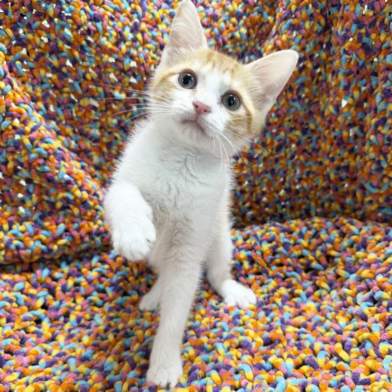 A baby small-sized female Orange / Red Domestic Short Hair cat named Scissorz for adoption in Mount Juliet, TN