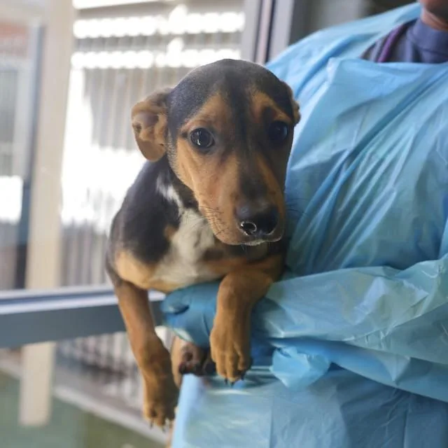 A young medium-sized male American Staffordshire Terrier dog named Snoopy for adoption in San Antonio, TX