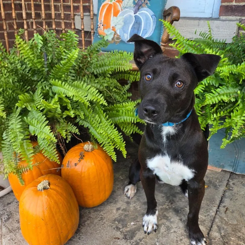 A young medium-sized female Black Mixed Breed dog named Ally for adoption in Avon, OH