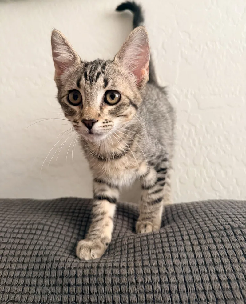 A baby medium-sized male Domestic Short Hair cat named Steve for adoption in Glendale, AZ