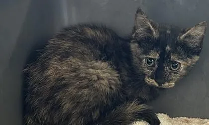 A baby medium-sized female Domestic Short Hair cat named Livvy for adoption in West Memphis, AR