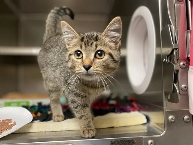 A baby small-sized female Domestic Short Hair cat named Vanna White for adoption in Fort Wayne, IN