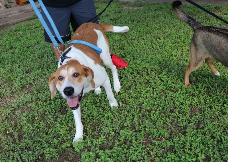 Napoleon thumbnail 2