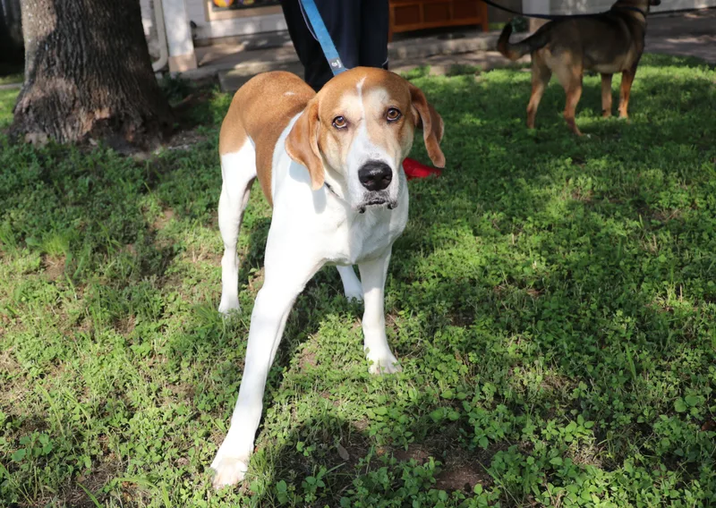 Napoleon thumbnail 3