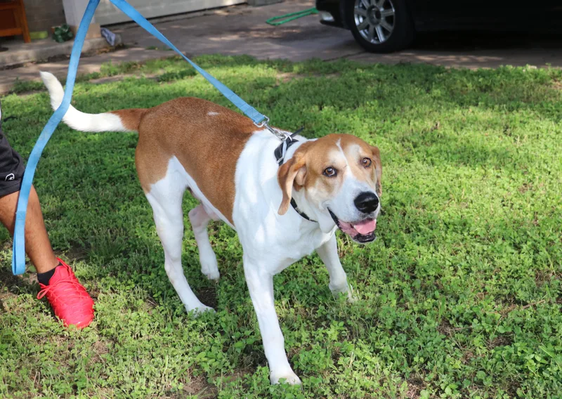 Napoleon thumbnail 4