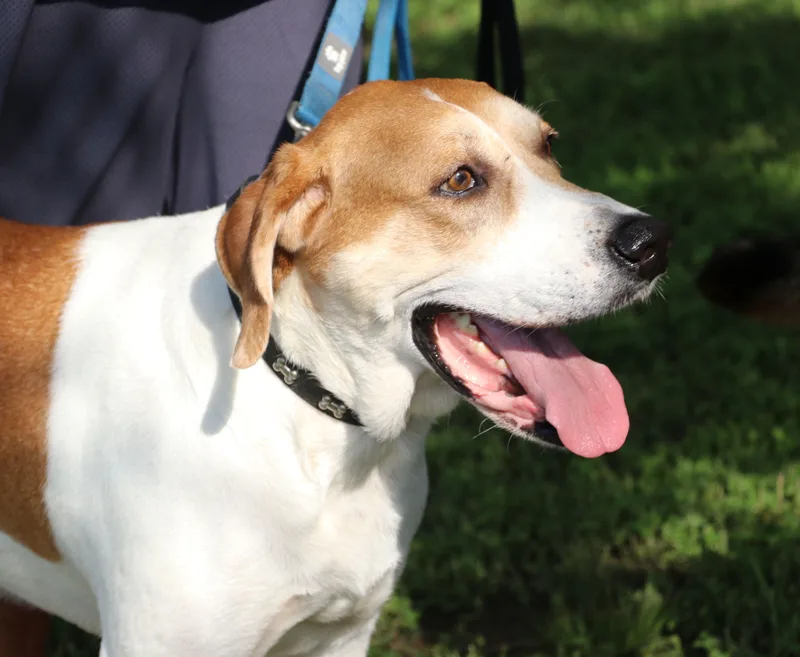 Napoleon thumbnail 6