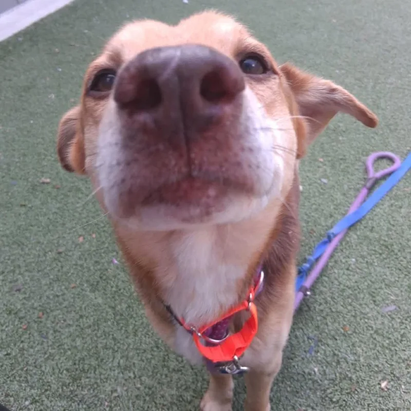 A senior medium-sized male Brown / Chocolate Mixed Breed dog named Tim Tim for adoption in Greensboro, NC