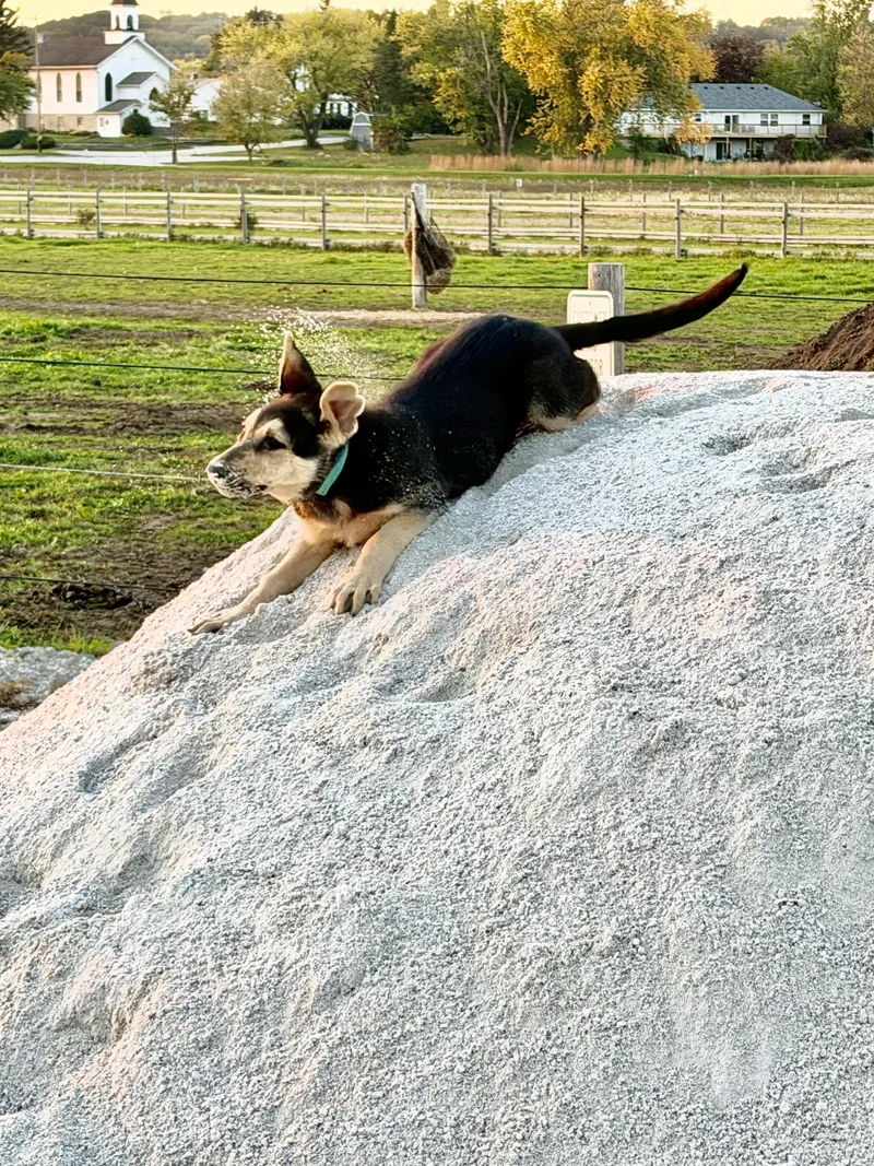 A baby large-sized female German Shepherd Dog dog named Rajah for adoption in Waukesha , WI