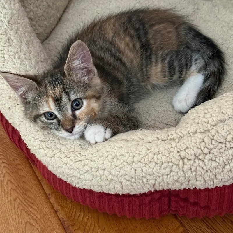 A baby small-sized female Calico Domestic Medium Hair cat named Nora for adoption in Harrisonburg, VA