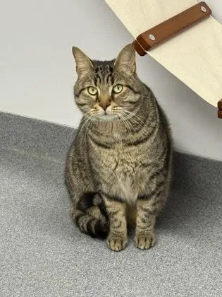An adult large-sized male Domestic Short Hair cat named Newton for adoption in West Chester, PA