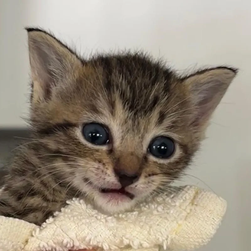 Cookie Dough thumbnail 2